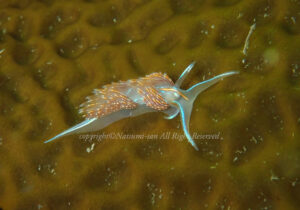 「エムラミノウミウシ」　なつみさん