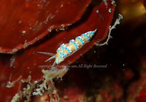 「フジエラミノウミウシ」　なつみさん