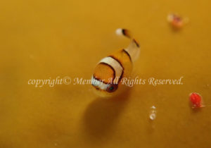 「ダンゴウオ」　えーさん