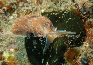 「エムラミノウミウシ」　わーさん