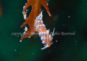 「フジエラミノウミウシ」　わーさん