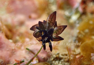 「ヒメクロモウミウシ」　えーさん