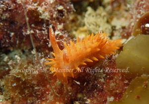 「クロイバラウミウシ」　えーさん