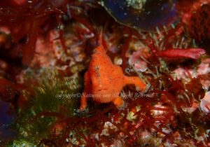 「ベニカエルアンコウ」　なつみさん