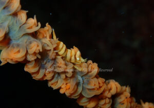 「ムチカラマツエビ」　なつみさん