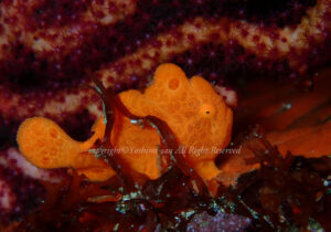 「オオモンカエルアンコウ」　よしみさん