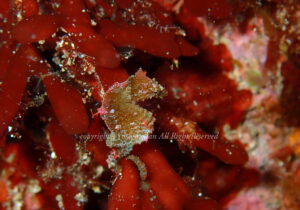 「ハチジョウタツ」　よしみさん