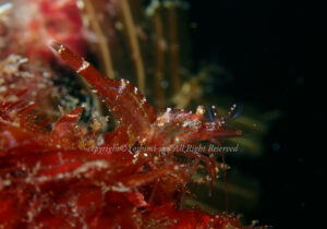 「ヤドリツノモエビ」　よしみさん