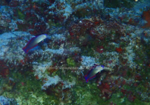 「アケボノハゼ」　なつみさん