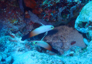 「ハタタテハゼ」　なつみさん