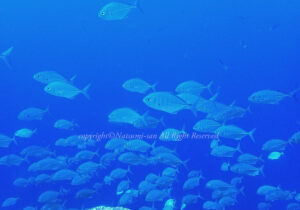 「クロヒラアジ」　なつみさん