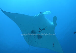 「マンタ」　なつみさん