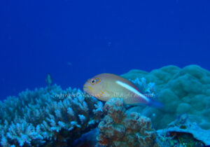 「メガネゴンベ」　なつみさん