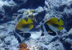 「オニハタタテダイ」　なつみさん