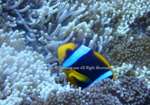 「オレンジフィンアネモネフィッシュ」　なつみさん