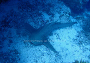 「トラフザメ」　なつみさん