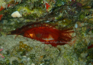 「ウコンハネガイ」　なつみさん