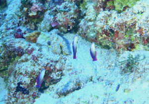 「アケボノハゼ」　かげやまさん