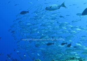 「ギンガメアジ」　かげやまさん