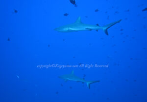 「グレイリーフシャーク」　かげやまさん