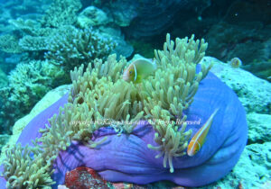 「ハナビラクマノミ」　かげやまさん