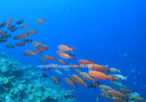「ホウセキキントキ」　かげやまさん
