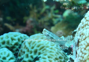 「イシガキカエルウオ」　かげやまさん