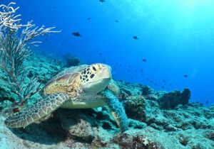 「アオウミガメ」　かげやまさん