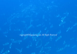 「カンムリブダイ」　かげやまさん