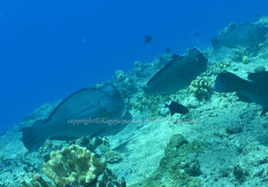 「カンムリブダイ」　かげやまさん