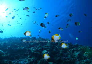 「カスミチョウチョウウオ」　かげやまさん