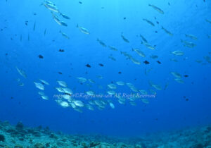 「クロヒラアジ」　かげやまさん