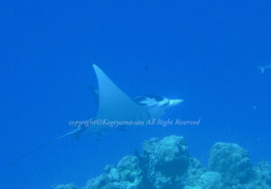 「マンタ」　かげやまさん