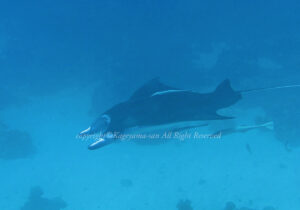 「マンタ」　かげやまさん