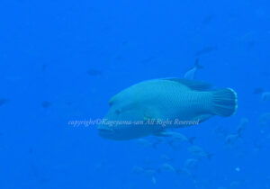 「メガネモチノウオ」　かげやまさん