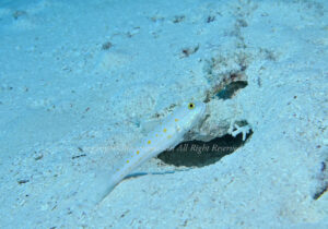 「オトメハゼ」　かげやまさん