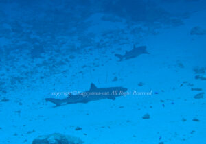 「ネムリブカ」　かげやまさん