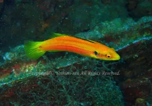 「フタホシキツネベラ」　よしみさん