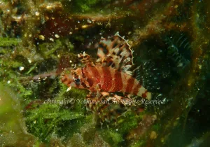 「キリンミノカサゴ」　よしみさん