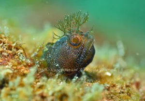 「コケギンポ」　かげやまさん