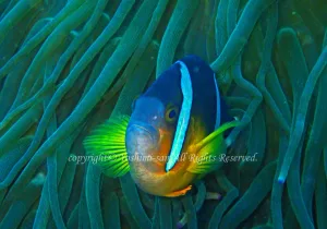 「クマノミ」　よしみさん