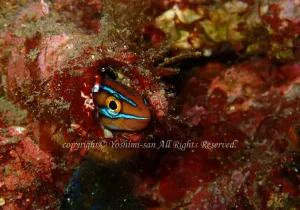 「ミナミギンポ」　よしみさん