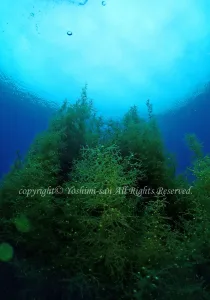 「通り崎湾内」　よしみさん