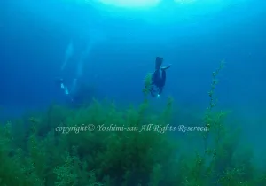 「通り崎湾内」　よしみさん