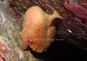 「ベニカエルアンコウ」　よしみさん