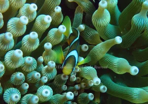 「クマノミ」　よしみさん