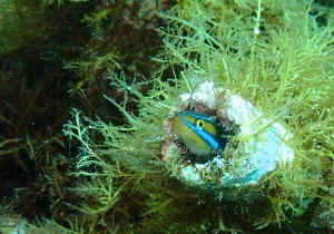 「ミナミギンポ」　よしみさん