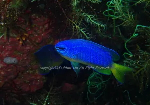 「ソラスズメダイ」　よしみさん
