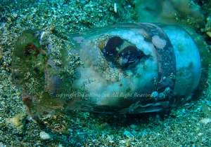 「スナダコ」　よしみさん