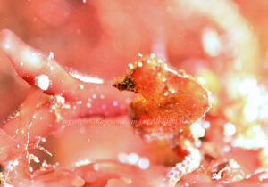 「ハチジョウタツ」　かげやまさん